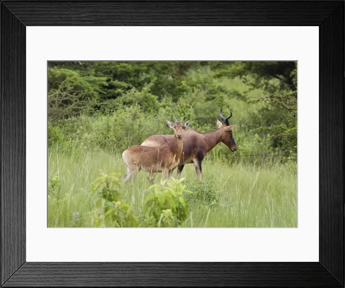 Framed Print : Swayne's Hartebeest Species specific to Somali and Ethiopia Framed Print : Swayne's Hartebeest Species specific to Somali and Ethiopia