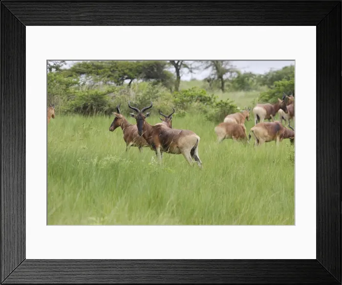 Framed Print : Swayne's Hartebeest Species specific to Somali and Ethiopia Framed Print : Swayne's Hartebeest Species specific to Somali and Ethiopia