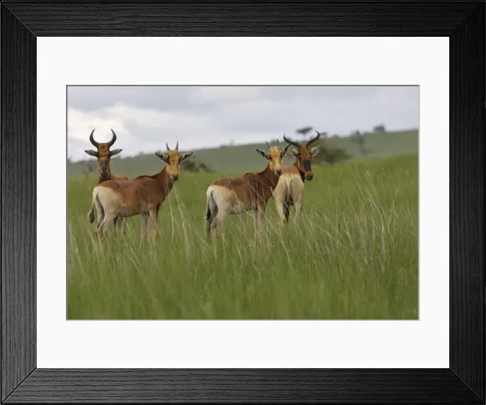 Framed Print : Swayne's Hartebeest Species specific to Somali and Ethiopia Framed Print : Swayne's Hartebeest Species specific to Somali and Ethiopia
