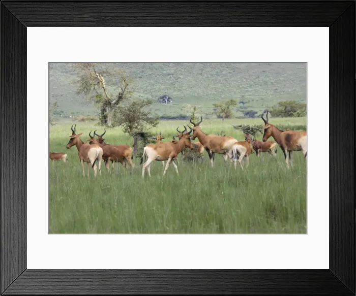 Framed Print : Swayne's Hartebeest Alcephalus busephalus swaynei Espece specifique a la somalie et ethiopie Framed Print : Swayne's Hartebeest Alcephalus busephalus swaynei Espece specifique a la somalie et ethiopie
