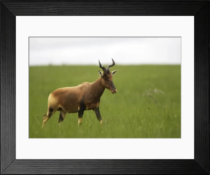 Framed Print : Swayne's Hartebeest Species specific to Somali and Ethiopia Framed Print : Swayne's Hartebeest Species specific to Somali and Ethiopia