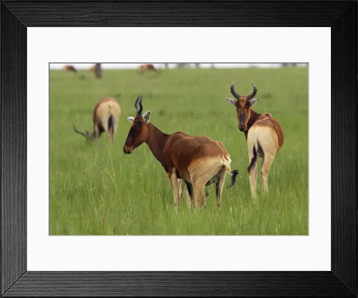 Framed Print : Swayne's Hartebeest Species specific to Somali and Ethiopia Awassa Ethiopia Framed Print : Swayne's Hartebeest Species specific to Somali and Ethiopia Awassa Ethiopia