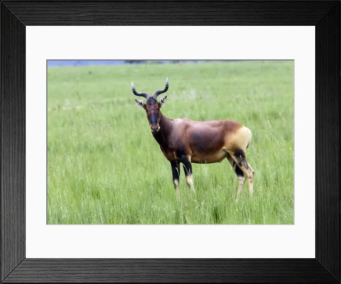 Framed Print : Swayne's Hartebeest Species specific to Somali and Ethiopia Awassa Ethiopia Framed Print : Swayne's Hartebeest Species specific to Somali and Ethiopia Awassa Ethiopia