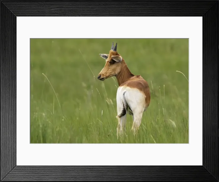 Framed Print : Swayne's Hartebeest Species specific to Somali and Ethiopia Awassa Ethiopia Framed Print : Swayne's Hartebeest Species specific to Somali and Ethiopia Awassa Ethiopia