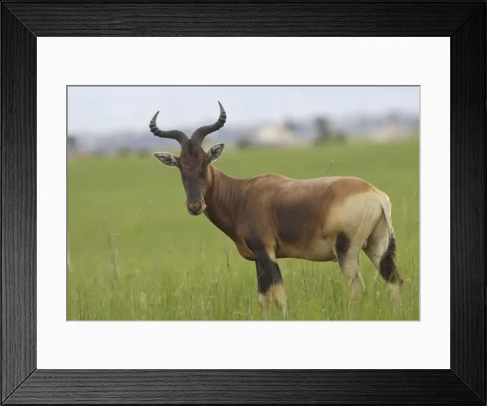 Framed Print : Swayne's Hartebeest Species specific to Somali and Ethiopia Awassa Ethiopia