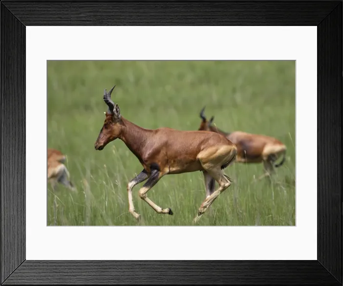 Framed Print : Swayne's Hartebeest Species specific to Somali and Ethiopia Awassa Ethiopia Framed Print : Swayne's Hartebeest Species specific to Somali and Ethiopia Awassa Ethiopia