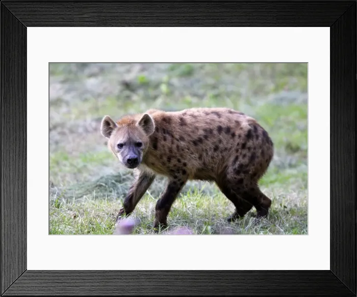 Framed Print : Spotted Hyaena Framed Print : Spotted Hyaena