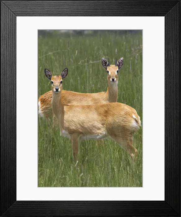 Framed Print : Oribi Sub species in western Ethiopia and sudan Framed Print : Oribi Sub species in western Ethiopia and sudan