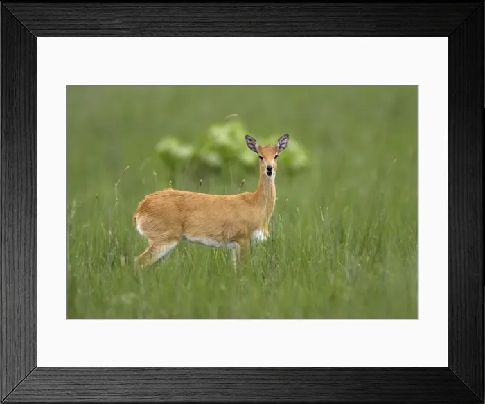 Framed Print : Oribi Sub species in western Ethiopia and Sudan Framed Print : Oribi Sub species in western Ethiopia and Sudan