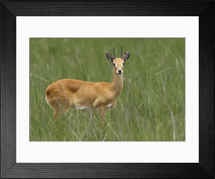 Framed Print : Oribi Sub species in western Ethiopia and Sudan Framed Print : Oribi Sub species in western Ethiopia and Sudan