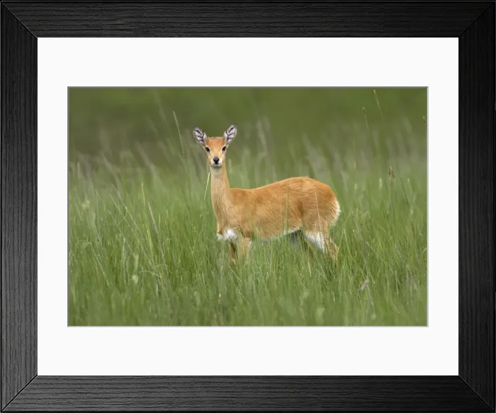 Framed Print : Oribi Sub species in western Ethiopia and Sudan Yabelo Ethiopia Framed Print : Oribi Sub species in western Ethiopia and Sudan Yabelo Ethiopia