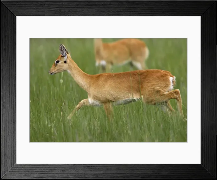 Framed Print : Oribi Sub species in western Ethiopia and Sudan Yabelo Ethiopia Framed Print : Oribi Sub species in western Ethiopia and Sudan Yabelo Ethiopia