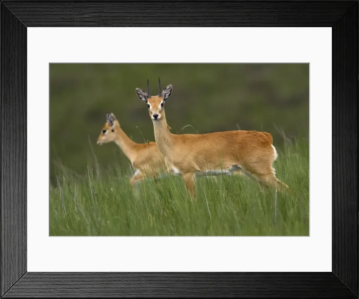 Framed Print : Oribi Sub species in western Ethiopia and Sudan Yabelo Ethiopia Framed Print : Oribi Sub species in western Ethiopia and Sudan Yabelo Ethiopia
