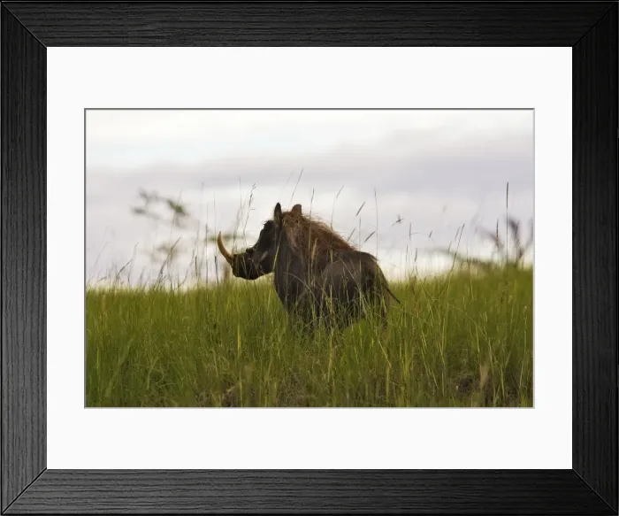 Framed Print : Warthog - male Yabelo Ethiopia Framed Print : Warthog - male Yabelo Ethiopia