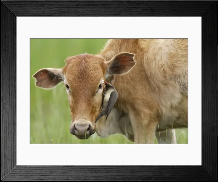 Framed Print : Red-billed Oxpecker Fam : Sturnidae Framed Print : Red-billed Oxpecker Fam : Sturnidae