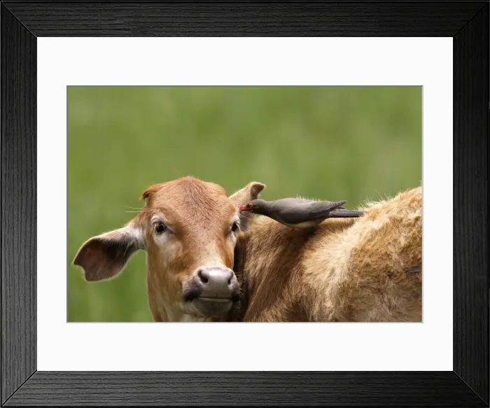 Framed Print : Red-billed Oxpecker - on cattle Fam : Sturnidae Framed Print : Red-billed Oxpecker - on cattle Fam : Sturnidae