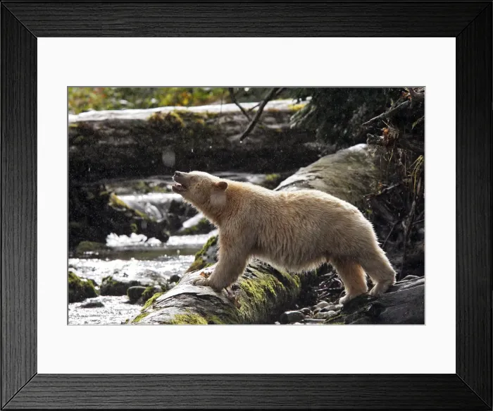 Framed Print : Kermode Bear / Spirit Bear - fishing for Sockeye salmon. The Tsimshian of northern British Columbia believed that the Kermode bear, a black bear in a white coat, very rare Framed Print : Kermode Bear / Spirit Bear - fishing for Sockeye salmon. The Tsimshian of northern British Columbia believed that the Kermode bear, a black bear in a white coat, very rare