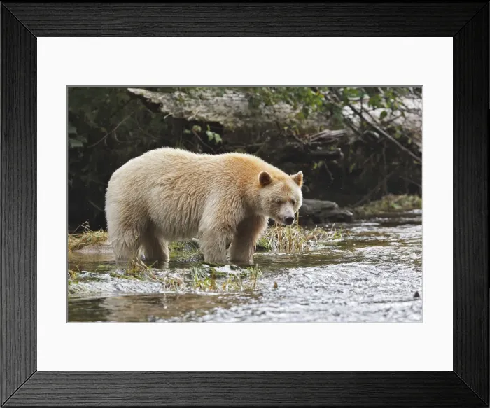 Framed Print : Kermode Bear / Spirit Bear - fishing for Sockeye salmon. The Tsimshian of northern British Columbia believed that the Kermode bear, a black bear in a white coat, very rare Framed Print : Kermode Bear / Spirit Bear - fishing for Sockeye salmon. The Tsimshian of northern British Columbia believed that the Kermode bear, a black bear in a white coat, very rare