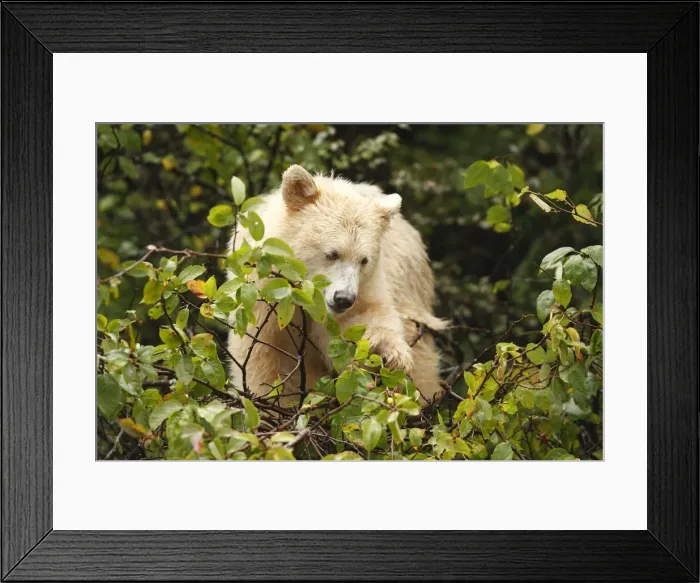 Framed Print : Kermode Bear / Spirit Bear - Eating fruits of Pacific Crab Apple Tree (Malus fusca). The Tsimshian of northern British Columbia believed that the Kermode bear, a black bear in a white coat, very rare Framed Print : Kermode Bear / Spirit Bear - Eating fruits of Pacific Crab Apple Tree (Malus fusca). The Tsimshian of northern British Columbia believed that the Kermode bear, a black bear in a white coat, very rare