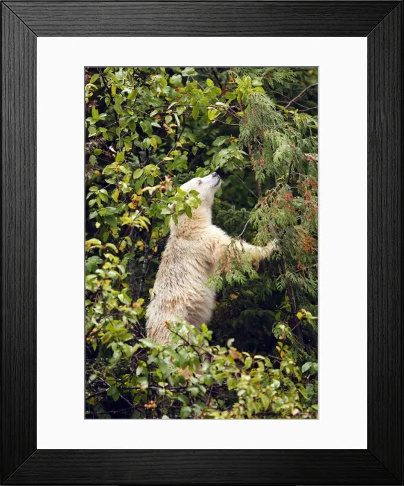 Framed Print : Kermode Bear / Spirit Bear - Eating fruits of Pacific Crab Apple Tree (Malus fusca). The Tsimshian of northern British Columbia believed that the Kermode bear, a black bear in a white coat, very rare Framed Print : Kermode Bear / Spirit Bear - Eating fruits of Pacific Crab Apple Tree (Malus fusca). The Tsimshian of northern British Columbia believed that the Kermode bear, a black bear in a white coat, very rare