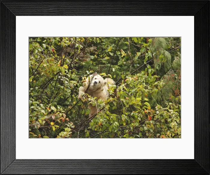 Framed Print : Kermode Bear / Spirit Bear - Eating fruits of Pacific Crab Apple Tree (Malus fusca). The Tsimshian of northern British Columbia believed that the Kermode bear, a black bear in a white coat, very rare Framed Print : Kermode Bear / Spirit Bear - Eating fruits of Pacific Crab Apple Tree (Malus fusca). The Tsimshian of northern British Columbia believed that the Kermode bear, a black bear in a white coat, very rare