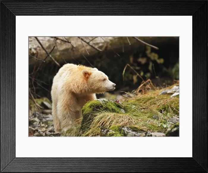 Framed Print : Kermode Bear / Spirit Bear - eating Sockeye Salmon. The Tsimshian of northern British Columbia believed that the Kermode bear, a black bear in a white coat, very rare, was lived in by a spirit of a terrible power Island Princess Royal Framed Print : Kermode Bear / Spirit Bear - eating Sockeye Salmon. The Tsimshian of northern British Columbia believed that the Kermode bear, a black bear in a white coat, very rare, was lived in by a spirit of a terrible power Island Princess Royal