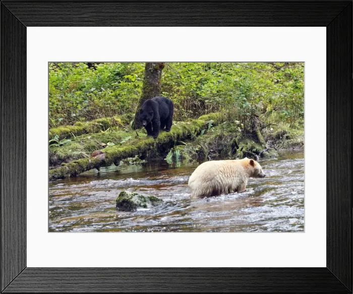 Framed Print : Kermode Bear / Spirit Bear - with Black bear (Ursus americanus) hunting for Sockeye Salmon. The Tsimshian of northern British Columbia believed that the Kermode bear, a black bear in a white coat, very rare Framed Print : Kermode Bear / Spirit Bear - with Black bear (Ursus americanus) hunting for Sockeye Salmon. The Tsimshian of northern British Columbia believed that the Kermode bear, a black bear in a white coat, very rare