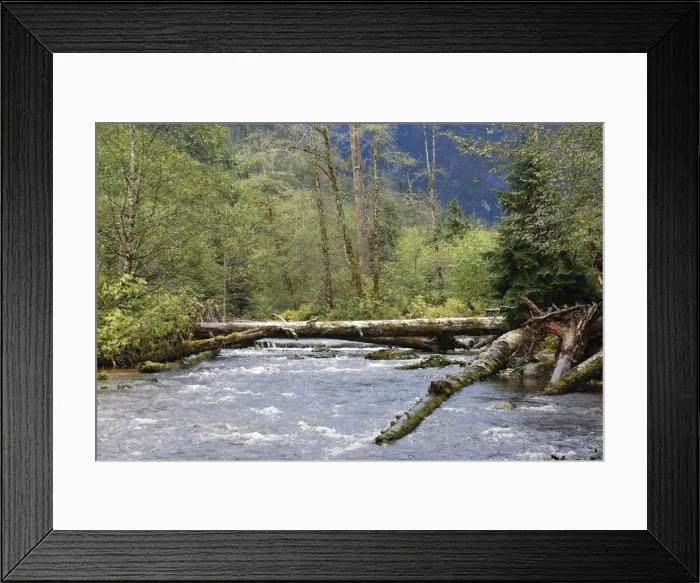 Framed Print : Kermode / Spirit Bear & Balck Bear habitat - river in wet temperate forests used for Salmon fishing. Princess Royal Island, British Columbia, Canada Framed Print : Kermode / Spirit Bear & Balck Bear habitat - river in wet temperate forests used for Salmon fishing. Princess Royal Island, British Columbia, Canada