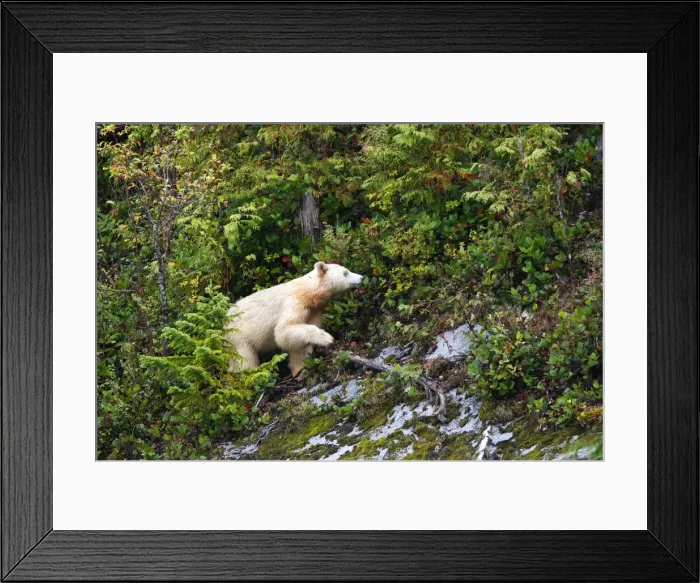 Framed Print : Kermode / Spirit Bear - The Tsimshian of northern British Columbia believed that the Kermode bear, a black bear in a white coat, very rare, was lived in by a spirit of a terrible power Island Princess Royal. British Columbia. Canada Framed Print : Kermode / Spirit Bear - The Tsimshian of northern British Columbia believed that the Kermode bear, a black bear in a white coat, very rare, was lived in by a spirit of a terrible power Island Princess Royal. British Columbia. Canada