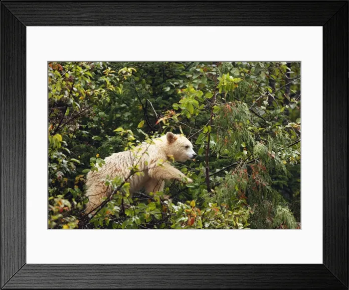 Framed Print : Kermode / Spirit Bear - eating fruits of Pacific Crab Apple Tree (Malus fusca). The Tsimshian of northern British Columbia believed that the Kermode bear, a black bear in a white coat, very rare Framed Print : Kermode / Spirit Bear - eating fruits of Pacific Crab Apple Tree (Malus fusca). The Tsimshian of northern British Columbia believed that the Kermode bear, a black bear in a white coat, very rare