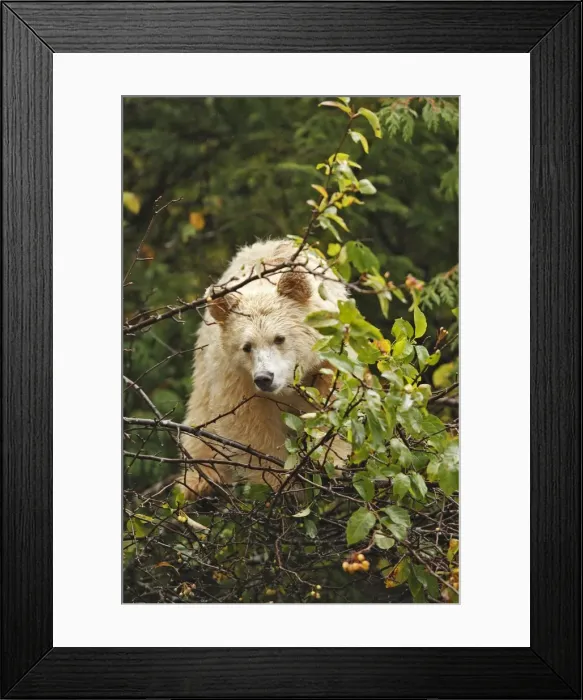 Framed Print : Kermode / Spirit Bear - eating fruits of Pacific Crab Apple Tree ( Malus fusca). The Tsimshian of northern British Columbia believed that the Kermode bear, a black bear in a white coat, very rare Framed Print : Kermode / Spirit Bear - eating fruits of Pacific Crab Apple Tree ( Malus fusca). The Tsimshian of northern British Columbia believed that the Kermode bear, a black bear in a white coat, very rare