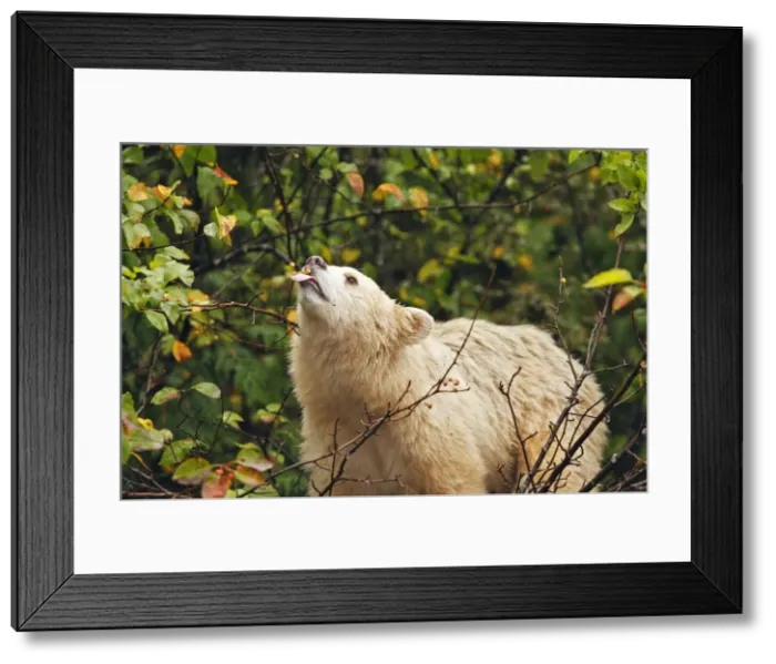 Framed Print : Kermode  /  Spirit Bear - eating fruits of Pacific Crab Apple Tree (Malus fusca). The Tsimshian of northern British Columbia believed that the Kermode bear, a black bear in a white coat, very rare