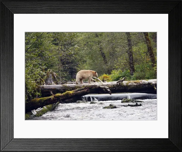 Framed Print : Kermode / Spirit Bear - The Tsimshian of northern British Columbia believed that the Kermode bear, a black bear in a white coat, very rare, was lived in by a spirit of a terrible power Island Princess Royal. British Columbia. Canada Framed Print : Kermode / Spirit Bear - The Tsimshian of northern British Columbia believed that the Kermode bear, a black bear in a white coat, very rare, was lived in by a spirit of a terrible power Island Princess Royal. British Columbia. Canada