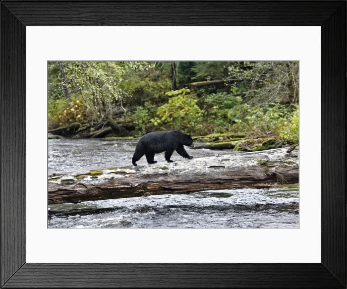 Framed Print : Black bear fishing for salmon in a river Princess Royal Island, British Columbia, Canada Framed Print : Black bear fishing for salmon in a river Princess Royal Island, British Columbia, Canada