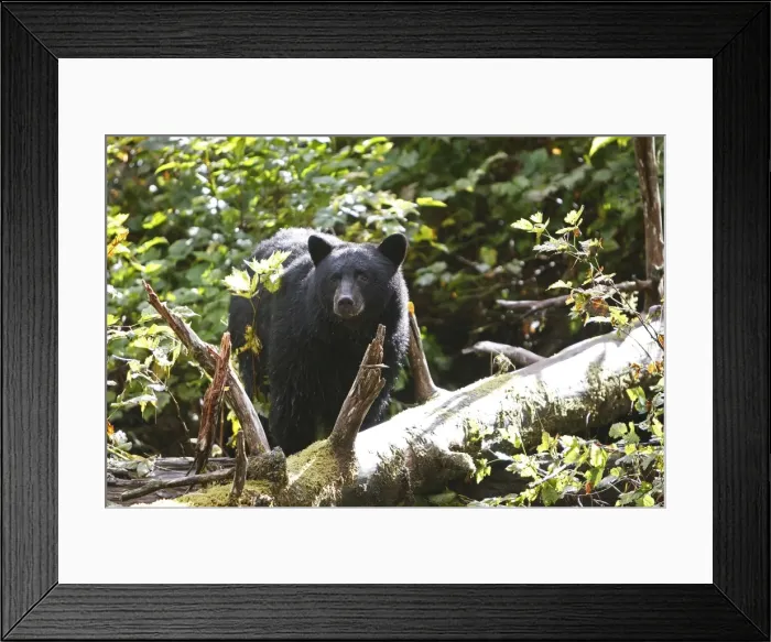 Framed Print : Black Bear - fishing for salmon Princess Royal Island British Columbia Framed Print : Black Bear - fishing for salmon Princess Royal Island British Columbia