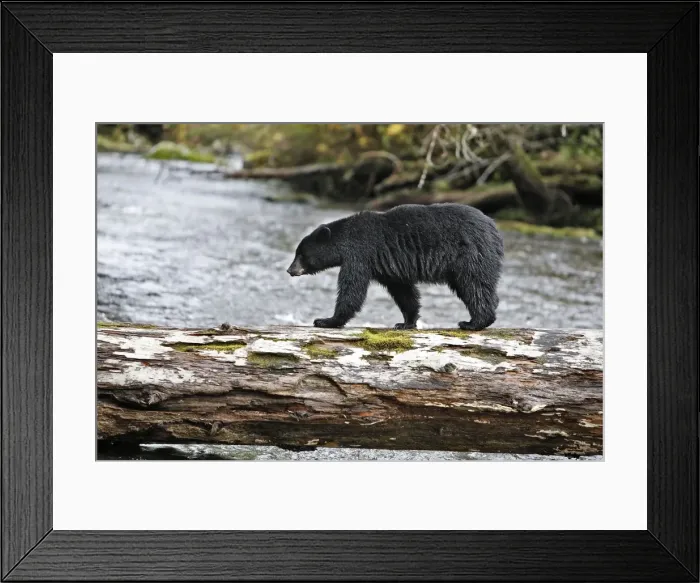 Framed Print : Black Bear - fishing for salmon Princess Royal Island British Columbia Framed Print : Black Bear - fishing for salmon Princess Royal Island British Columbia