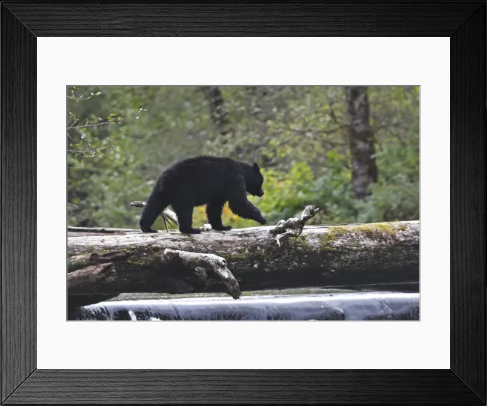 Framed Print : Black Bear - fishing for salmon Princess Royal Island British Columbia Framed Print : Black Bear - fishing for salmon Princess Royal Island British Columbia