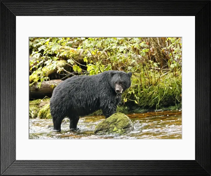 Framed Print : Black Bear - fishing for salmon Princess Royal Island British Columbia Framed Print : Black Bear - fishing for salmon Princess Royal Island British Columbia