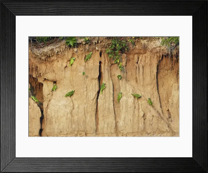 Framed Print : Yellow-crowned Parrot - at clay lick Tambopata Nature Reserve Peru Framed Print : Yellow-crowned Parrot - at clay lick Tambopata Nature Reserve Peru