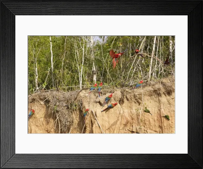 Framed Print : Red and Green Macaw - at clay lick Tambopata Nature Reserve Peru Famille Psittacidae Framed Print : Red and Green Macaw - at clay lick Tambopata Nature Reserve Peru Famille Psittacidae
