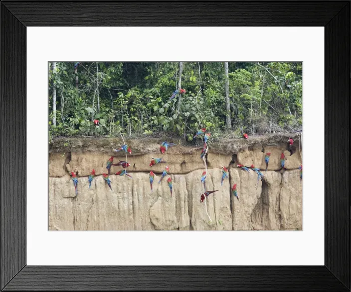 Framed Print : Red and Green Macaw - at clay lick Famille Psittacidae Tambopata Nature Reserve Peru Framed Print : Red and Green Macaw - at clay lick Famille Psittacidae Tambopata Nature Reserve Peru