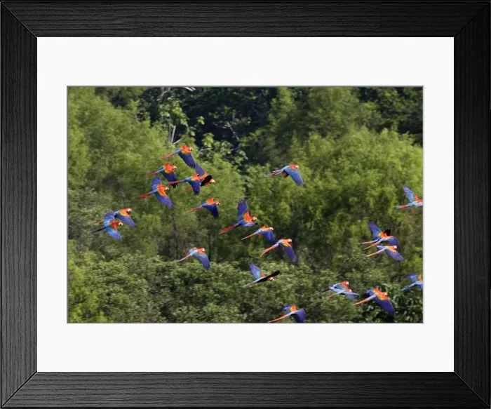 Framed Print : Scarlet Macaw Famille Psittacidae Tambopata Nature Reserve Peru Framed Print : Scarlet Macaw Famille Psittacidae Tambopata Nature Reserve Peru