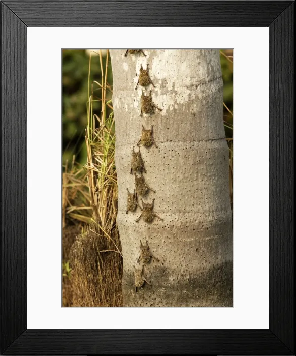 Framed Print : Proboscis Bat Sandoval Lake Peru Framed Print : Proboscis Bat Sandoval Lake Peru