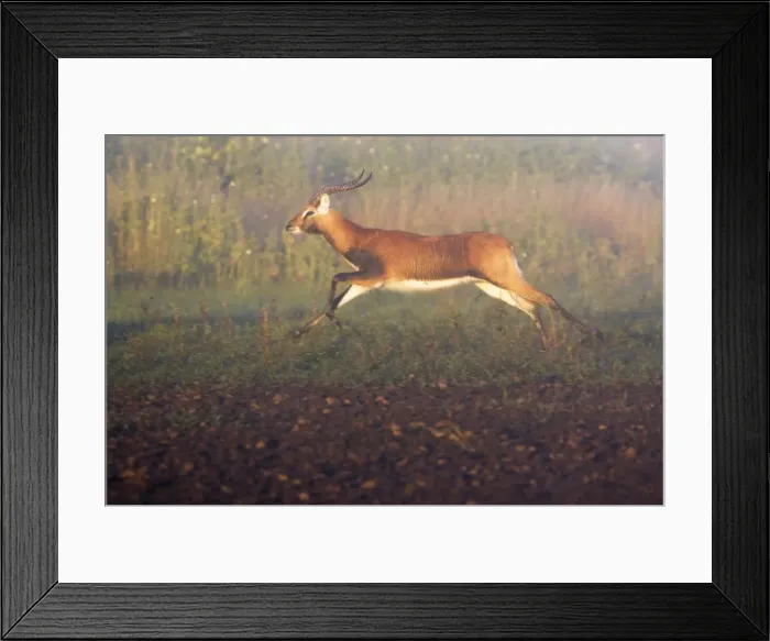 Framed Print : Black Lechwe Zambia Africa Framed Print : Black Lechwe Zambia Africa