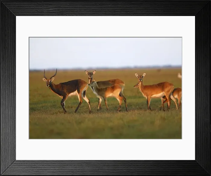 Framed Print : Black Lechwe Zambia Africa Framed Print : Black Lechwe Zambia Africa