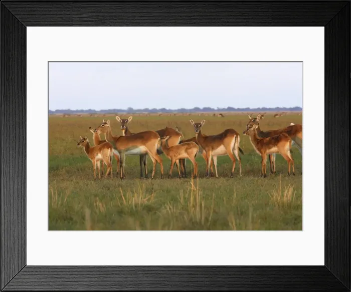 Framed Print : Black Lechwe Zambia Africa Framed Print : Black Lechwe Zambia Africa