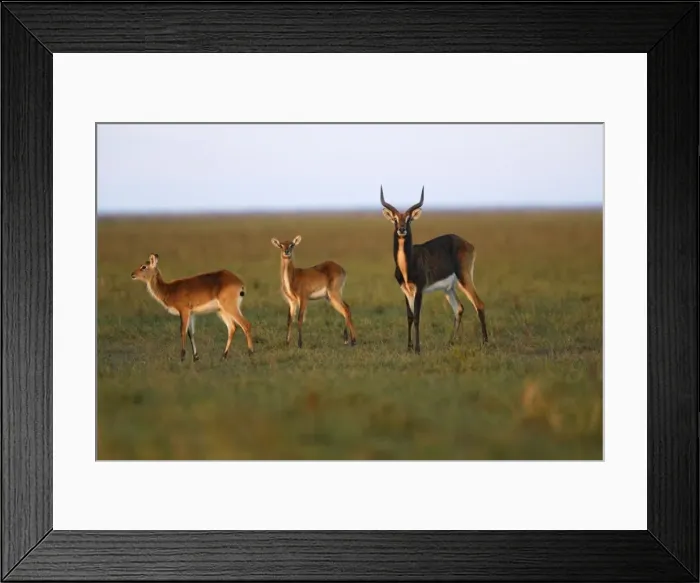 Framed Print : Black Lechwe Zambia Africa Framed Print : Black Lechwe Zambia Africa
