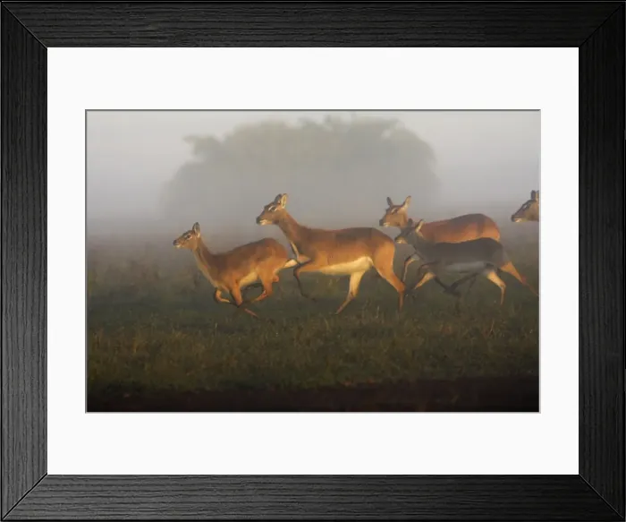 Framed Print : Black Lechwe Zambia Africa Framed Print : Black Lechwe Zambia Africa