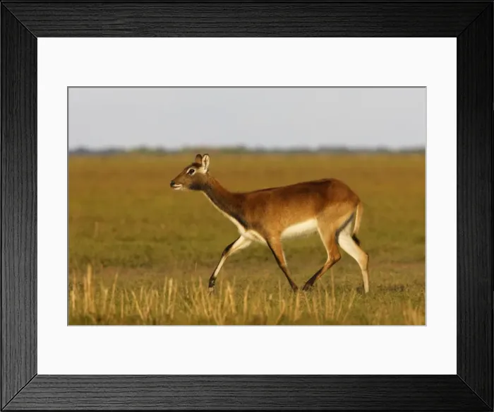Framed Print : Black Lechwe Zambia Africa Framed Print : Black Lechwe Zambia Africa
