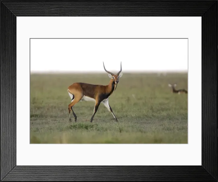 Framed Print : Black Lechwe marais de Bangweuleu Zambia Africa Framed Print : Black Lechwe marais de Bangweuleu Zambia Africa